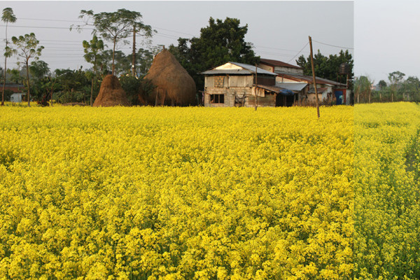 आहा, तोरीको फूल!